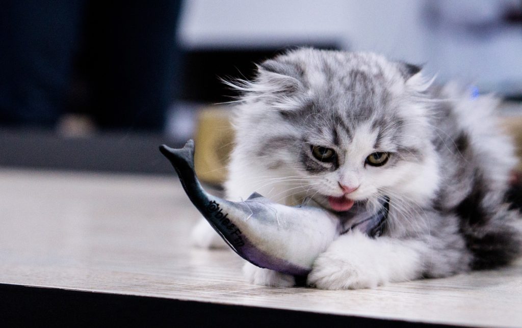 قط يمسك بسمكة