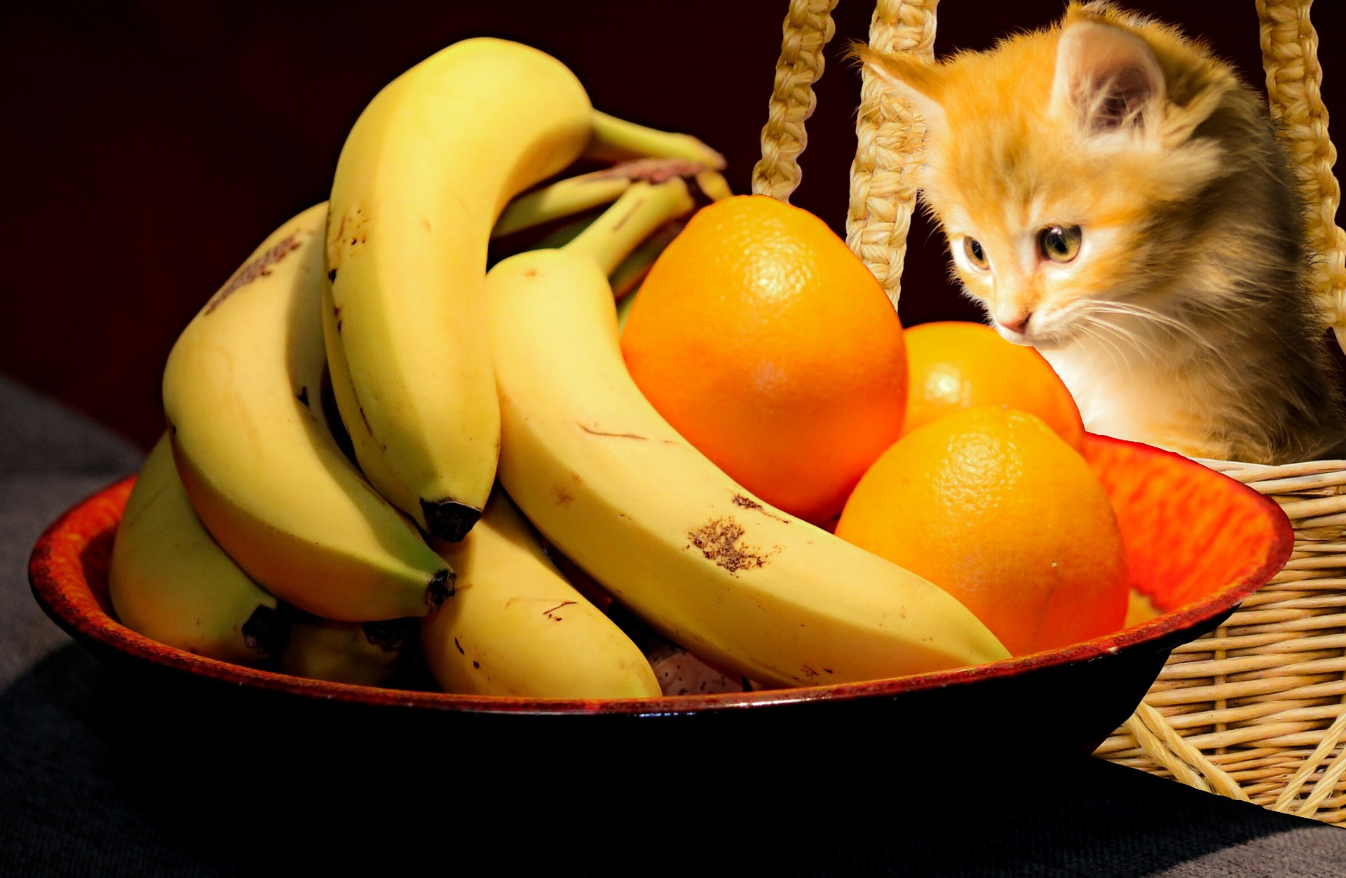 أفضل 8أغذية صحية يجب عليك إطعامها لقطتك: افضل طعام للقطط
