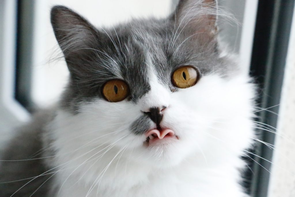 لعشاق القطط : حقائق غريبة قد لا تعرفونهاعن أصدقائكم