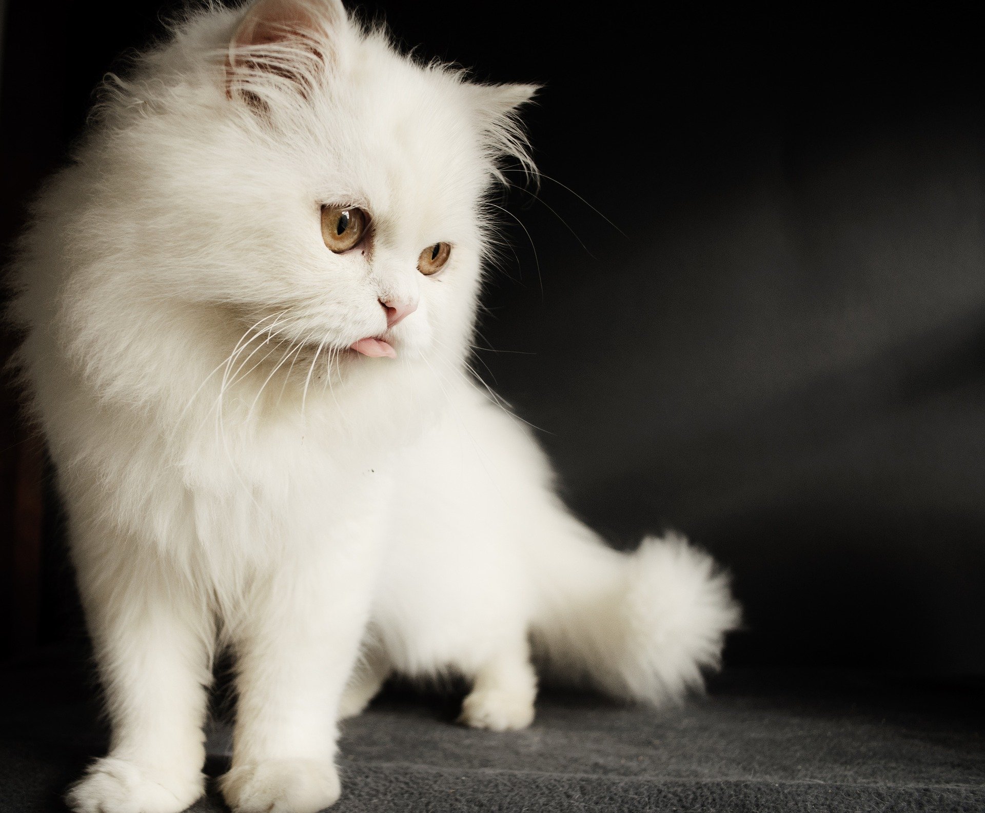  القط الفارسي(قط شيرازي)  Persian cat