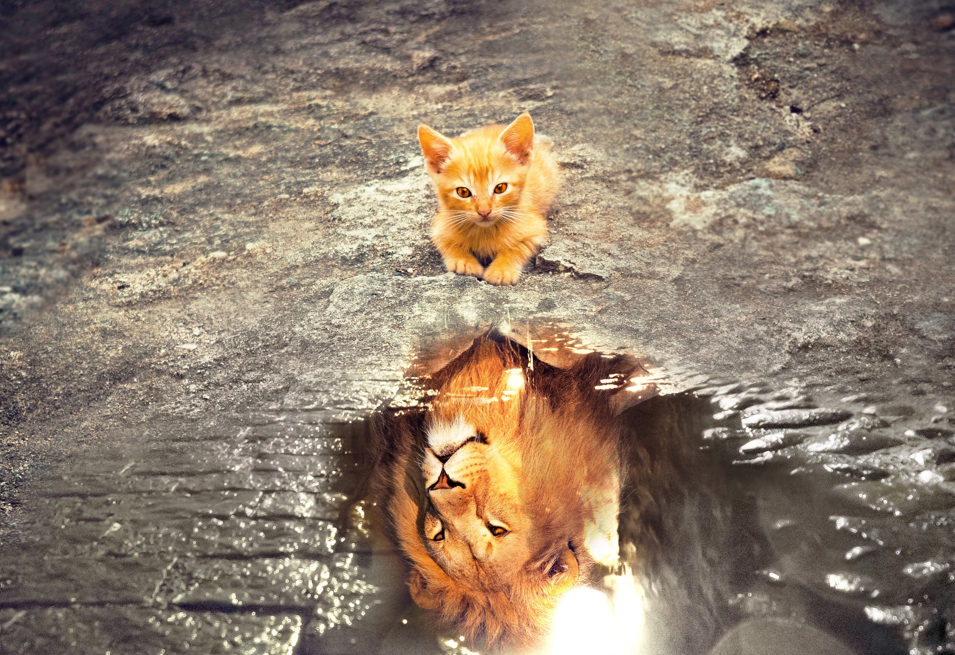 القطط و الماء قصة غريبة