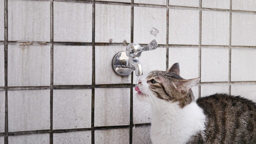 تحب القطط المياه الجارية