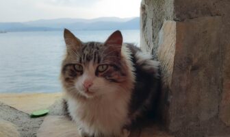 قطة تونسية تصل ألمانيا وحدها عبر البحر المتوسط